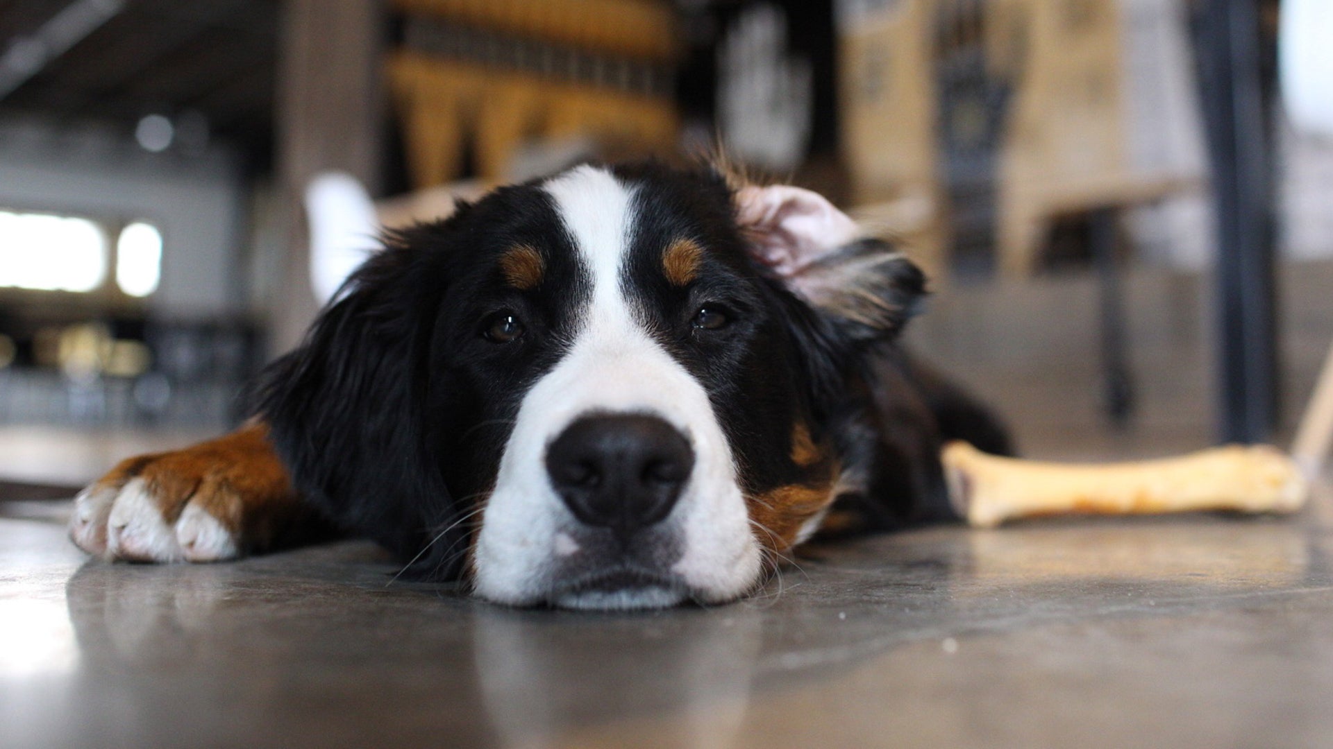 The Dog Days of Summer Hit Moonrivers