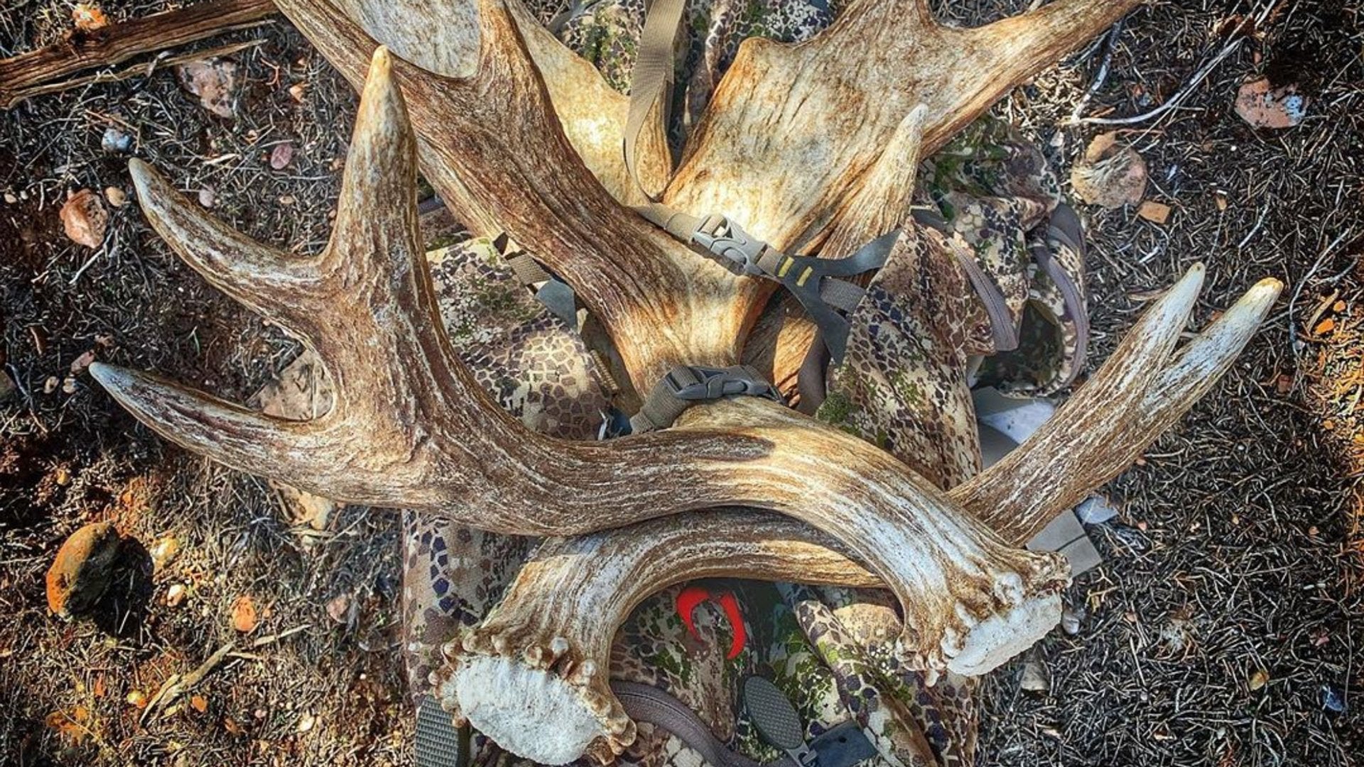 Shed Shared, Prize Won