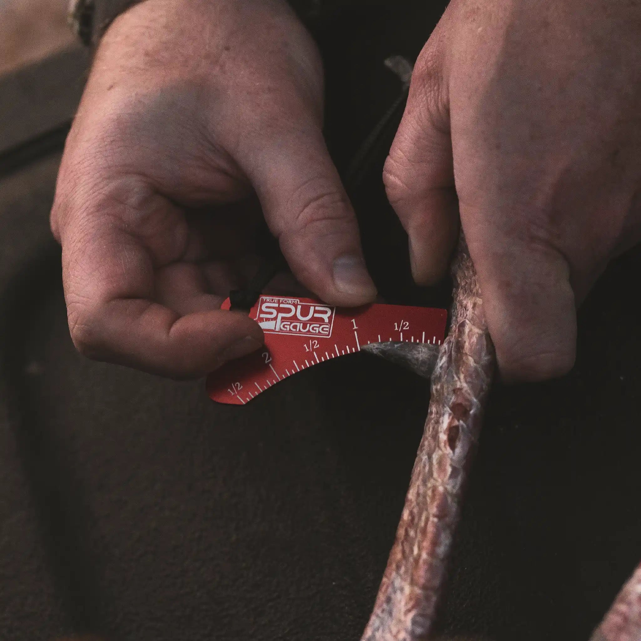Hands using a red Spur Gauge tool with the Moonrivers Logo to measure a turkey spur against a ruler for length.