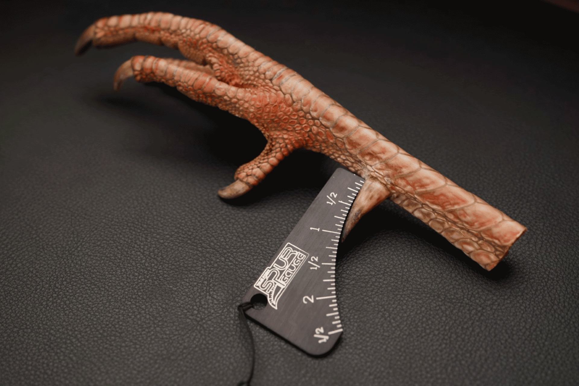 A turkey leg with a spur gauge tool featuring the Moonrivers Logo measures the spur length on a textured black surface.